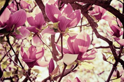 Bild Natur Magnolienblüten