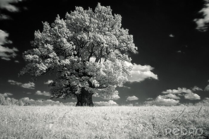 Bild Natur mit Baum schwarz-weiß