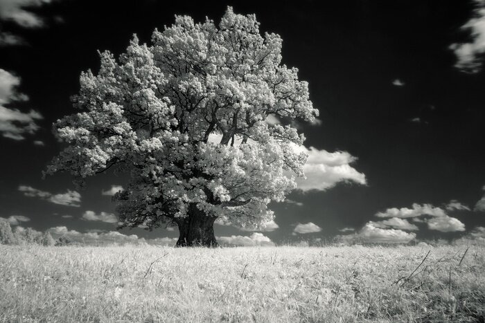Bild Natur mit Baum schwarz-weiß