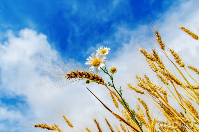 Bild Natur mit Himmel