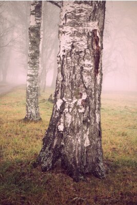 Natur Nebel