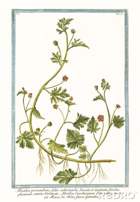 Bild Natur und Botanik einer Schlingpflanze aus der Familie der Clematis