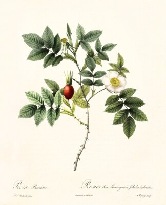 Natur und Botanik Wildrose Zeichnung