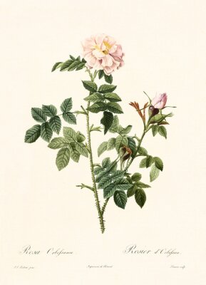 Natur und Botanik Zweig einer blühenden Rose