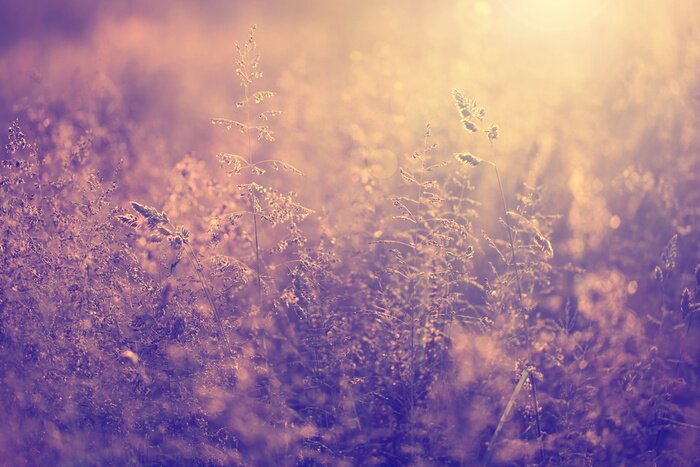 Bild Natur und eine untergehende Sonne