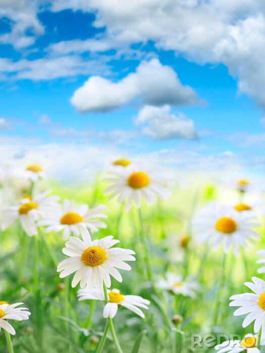 Bild Natur und Gänseblümchen auf unscharfem Hintergrund