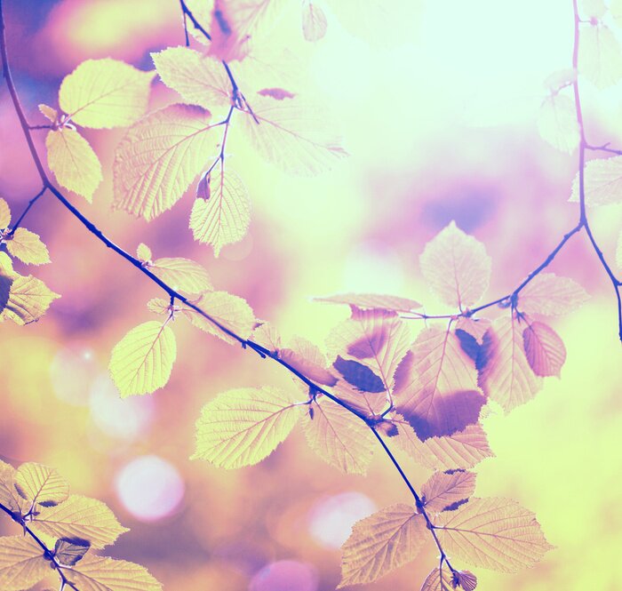 Bild Natur und herbstlicher Baum