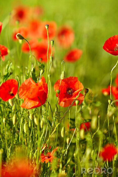 Bild Natur und Landschaften mit Mohnblumen im Hintergrund