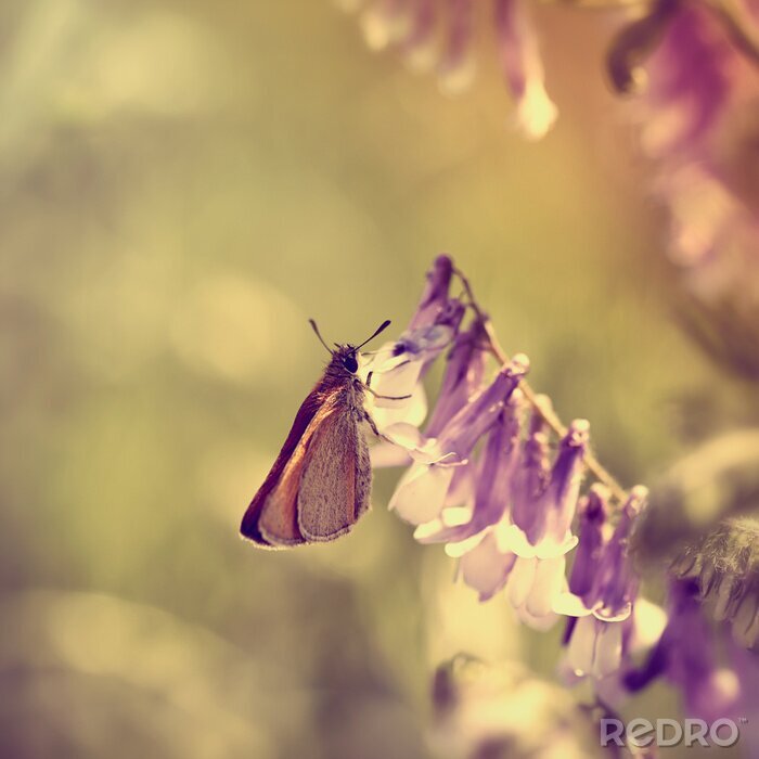 Bild Natur und Schmetterling