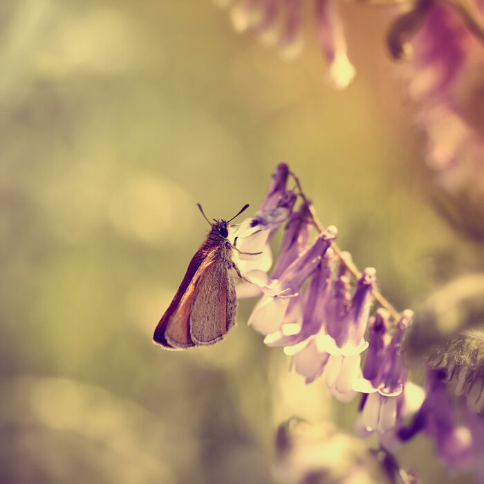 Bild Natur und Schmetterling