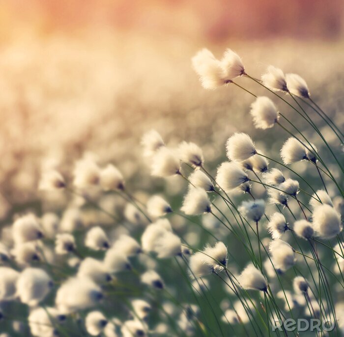 Bild Natur und Sonnenlicht