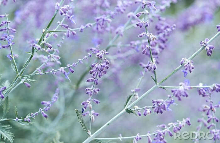Bild Natur violette Blumen