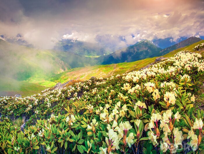 Bild Natur vom Kaukasus