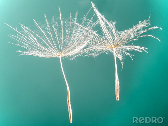 Bild Natur vor türkisem Hintergrund
