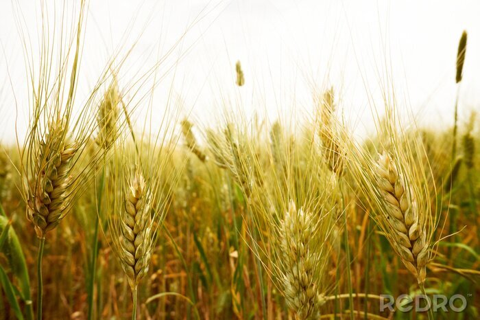 Bild Natur Wiesen voller Weizen