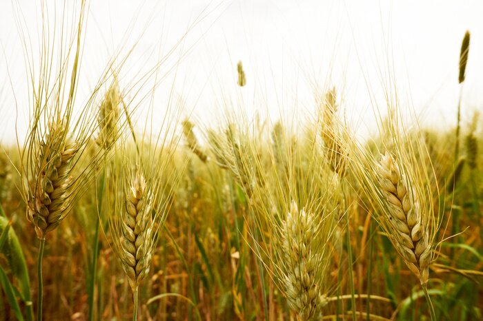 Bild Natur Wiesen voller Weizen