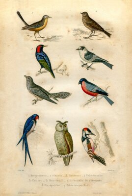 Bild Naturgeschichte: Vögel