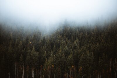 Nebel über einem düsteren Wald
