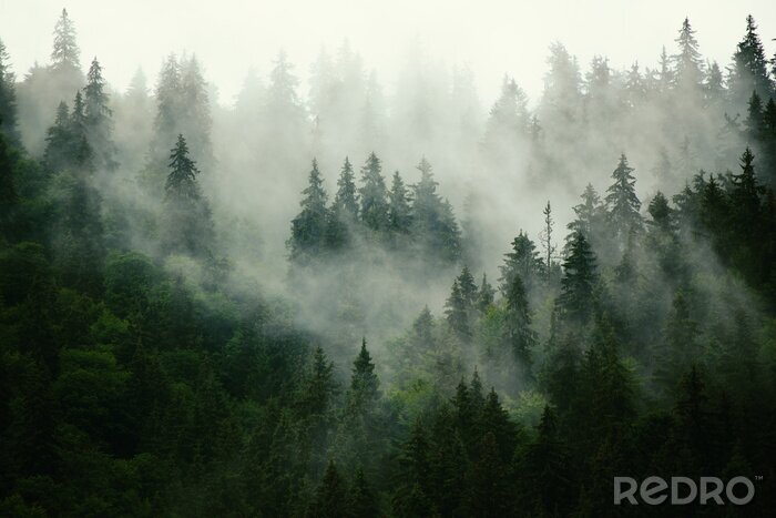 Bild Nebelhafte Landschaft mit Tannenwald in Hipster Vintage Retro-Stil