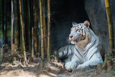 Neben bambus liegender tiger