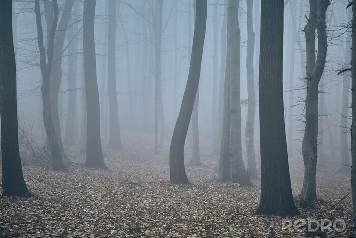 Bild Nebliger Wald