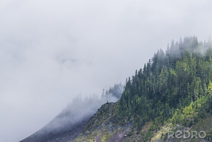 Bild Nebliger wald am abend