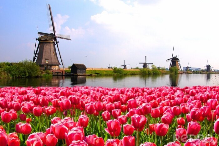 Bild Niederländische Landschaft mit Tulpen
