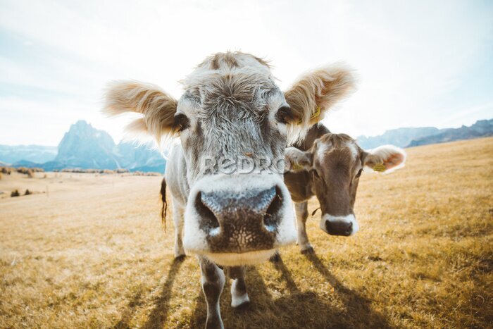 Bild Niedliche Kühe auf der Weide mit Berggipfeln im Hintergrund