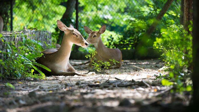 Bild Niedliche Tiere im Zoo