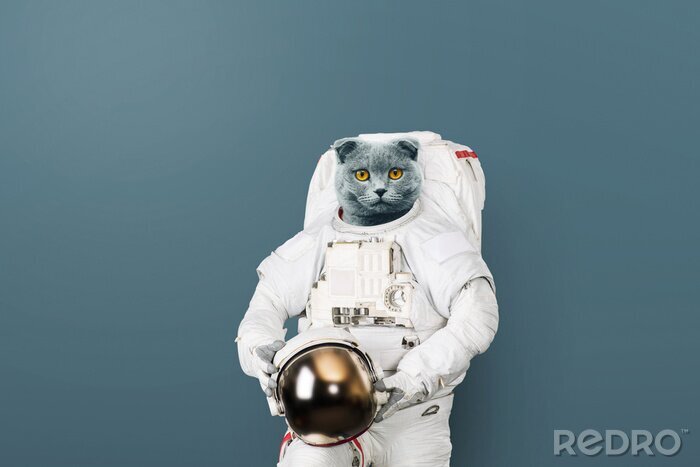 Bild Niedliches Astronauten-Kätzchen