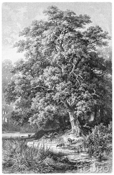 Bild Oak / vintage illustration from Meyers Konversations-Lexikon 1897