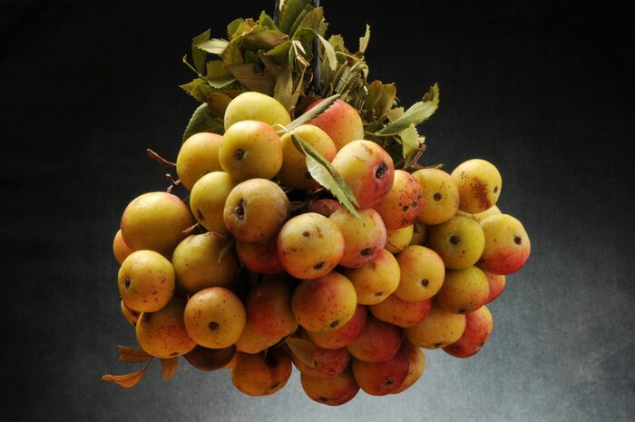 Bild Obst auf dunklem Hintergrund