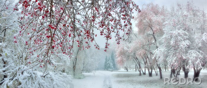 Bild Obstgarten im Winter
