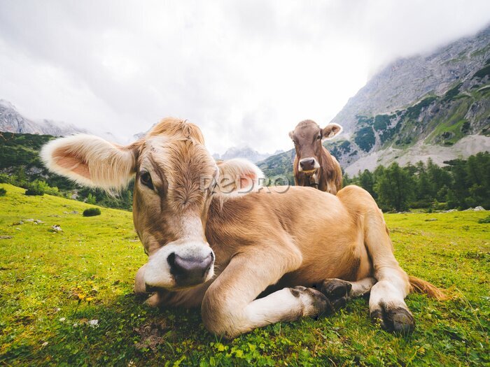 Bild Österreichische Landschaft mit Kühen
