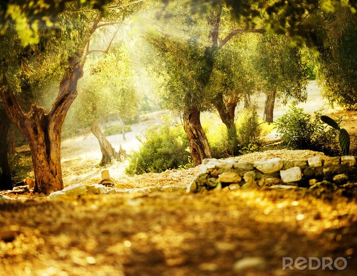 Bild Olivenbäume im Sonnenschein