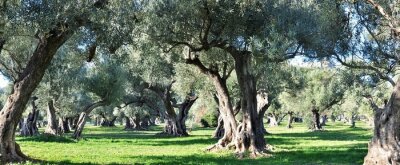 Bild Olivenbäume in Frankreich