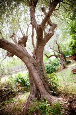 Bild Olivenbaum im Grünen