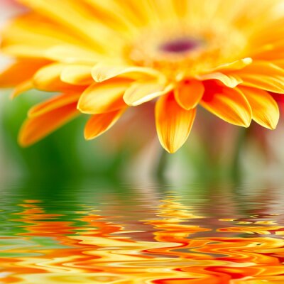 Orange Blume und Wiederspiegelung im Wasser
