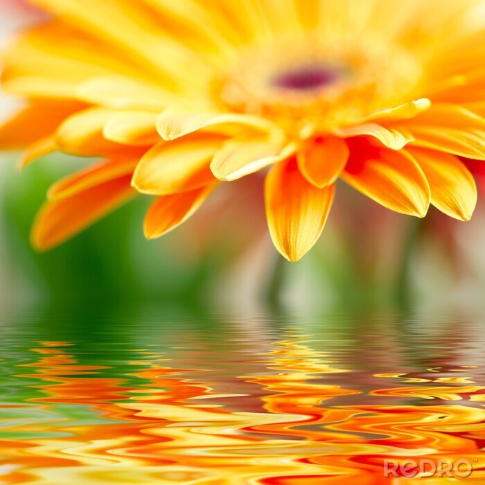 Bild Orange Blume und Wiederspiegelung im Wasser