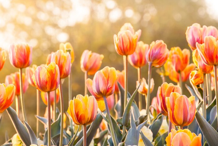 Bild Orange Blumen in Sonne