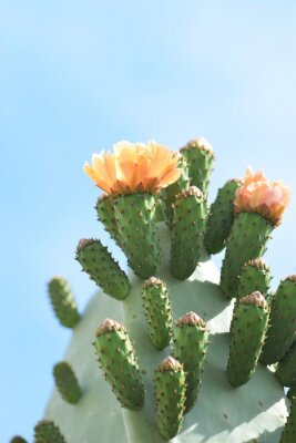 Bild Orangefarbene Blüten auf dem grünen Kaktus