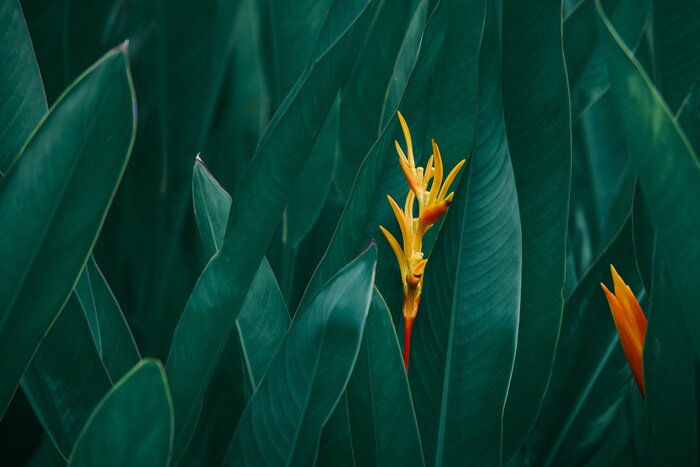 Bild Orangefarbene exotische Blumen vor einem Hintergrund aus dunkelgrünen Blättern