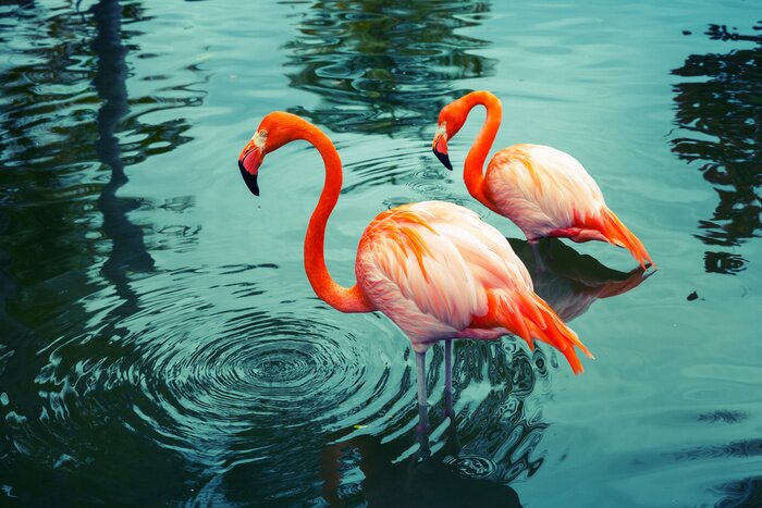 Bild Orangefarbene flamingos im see
