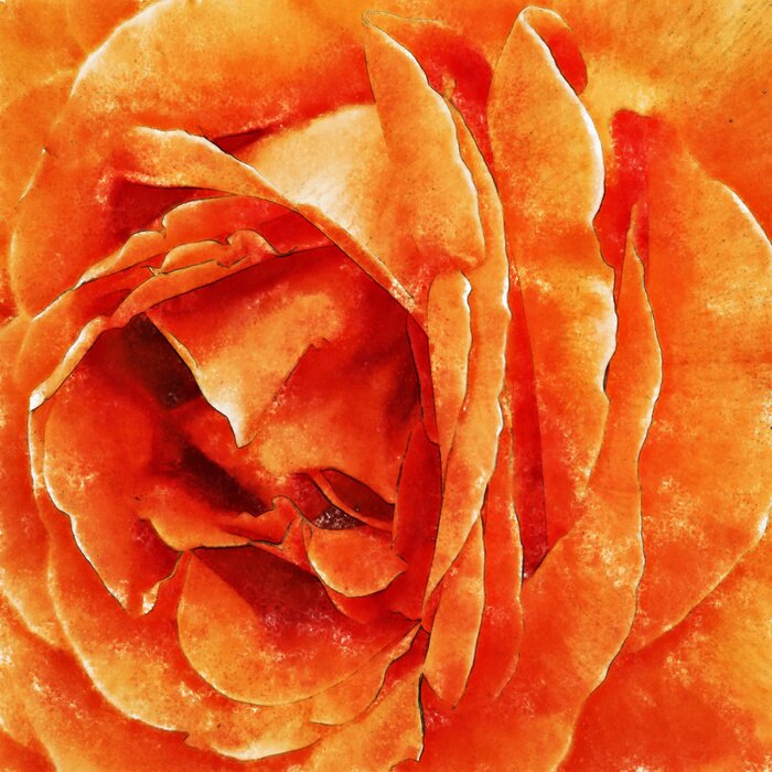 Bild Orangefarbene Rose