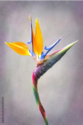 Bild Orangefarbene Strelitzia-Blume auf grauem Hintergrund