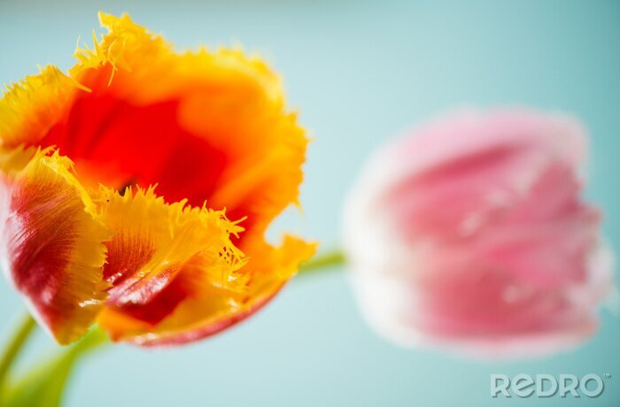 Bild Orangefarbene Tulpe auf hellem Hintergrund