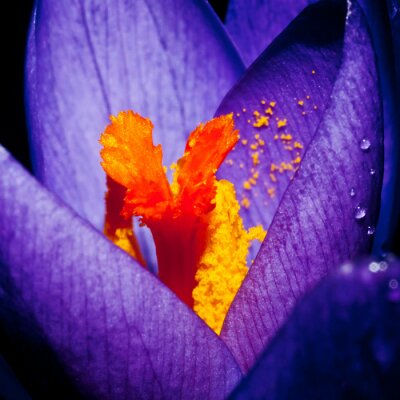 Orangefarbener Pollen auf einer violetten Blüte