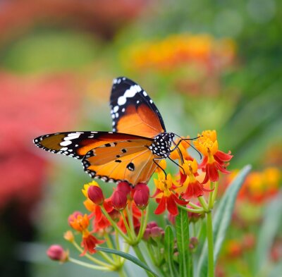 Bild Orangefarbener Schmetterling und Blumen
