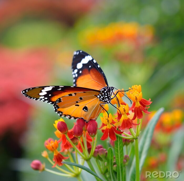 NEU Flügel Schmetterling mit Blume 40x50 cm 