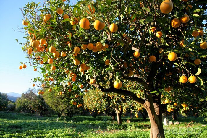 Bild Orangenbaum